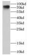 Cell Division Cycle 16 antibody, FNab01517, FineTest, Western Blot image 