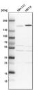 CAP-Gly Domain Containing Linker Protein 1 antibody, NBP1-85568, Novus Biologicals, Western Blot image 