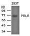 PRL-R antibody, orb43400, Biorbyt, Western Blot image 