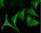 Calnexin antibody, LS-B8167, Lifespan Biosciences, Immunofluorescence image 