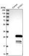 DPY30 Domain Containing 1 antibody, PA5-58107, Invitrogen Antibodies, Western Blot image 