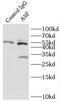 Serine And Arginine Rich Splicing Factor 1 antibody, FNab00630, FineTest, Immunoprecipitation image 