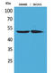 Hepatocyte Nuclear Factor 4 Alpha antibody, STJ96483, St John
