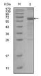 hMSH6 antibody, AM06411SU-N, Origene, Western Blot image 