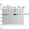 Histone Deacetylase 3 antibody, LS-C812984, Lifespan Biosciences, Western Blot image 