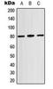 Microtubule Associated Protein Tau antibody, LS-C354063, Lifespan Biosciences, Western Blot image 