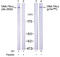Protein Kinase, DNA-Activated, Catalytic Subunit antibody, LS-C51377, Lifespan Biosciences, Western Blot image 