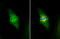 NUF2 Component Of NDC80 Kinetochore Complex antibody, GTX110734, GeneTex, Immunofluorescence image 