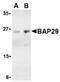 B Cell Receptor Associated Protein 29 antibody, NBP1-76421, Novus Biologicals, Western Blot image 
