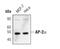 Transcription Factor AP-2 Alpha antibody, MA5-14856, Invitrogen Antibodies, Western Blot image 