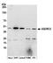 Ubiquinol-Cytochrome C Reductase Core Protein 2 antibody, A305-414A, Bethyl Labs, Western Blot image 