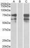 NRX1B antibody, NBP1-00219, Novus Biologicals, Western Blot image 