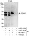 Signal Transducing Adaptor Molecule antibody, A303-293A, Bethyl Labs, Immunoprecipitation image 