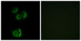 Cadherin EGF LAG Seven-Pass G-Type Receptor 3 antibody, abx015220, Abbexa, Western Blot image 