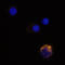C-C motif chemokine 20 antibody, AF360, R&D Systems, Immunofluorescence image 