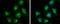 DLD antibody, GTX101245, GeneTex, Immunocytochemistry image 