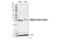 PGAM Family Member 5, Mitochondrial Serine/Threonine Protein Phosphatase antibody, 24584S, Cell Signaling Technology, Western Blot image 