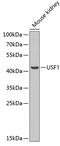 Upstream Transcription Factor 1 antibody, A02500, Boster Biological Technology, Western Blot image 