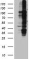 Lymphocyte activation antigen CD30 antibody, TA890152S, Origene, Western Blot image 