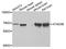 ATPase Family AAA Domain Containing 3B antibody, A8268, ABclonal Technology, Western Blot image 