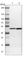 DnaJ Heat Shock Protein Family (Hsp40) Member B12 antibody, HPA010642, Atlas Antibodies, Western Blot image 