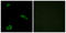 ACTH receptor antibody, LS-C120630, Lifespan Biosciences, Immunofluorescence image 