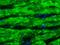 Cardiotin antibody, MA1-06310, Invitrogen Antibodies, Immunohistochemistry frozen image 
