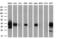 Methylthioribose-1-phosphate isomerase antibody, GTX84086, GeneTex, Western Blot image 