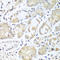 Rab effector Noc2 antibody, A09648, Boster Biological Technology, Immunohistochemistry frozen image 