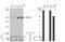 Roundabout Guidance Receptor 1 antibody, GTX113826, GeneTex, Western Blot image 