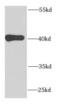 Mitochondrial Ribosomal Protein S22 antibody, FNab05353, FineTest, Western Blot image 