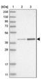Replication Factor C Subunit 2 antibody, PA5-56169, Invitrogen Antibodies, Western Blot image 