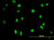 DNA-3-methyladenine glycosylase antibody, LS-C133327, Lifespan Biosciences, Immunofluorescence image 