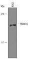 PR domain zinc finger protein 16 antibody, AF6295, R&D Systems, Western Blot image 