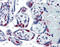 Poly(ADP-Ribose) Polymerase 1 antibody, 49-051, ProSci, Enzyme Linked Immunosorbent Assay image 