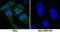 Signal Transducer And Activator Of Transcription 1 antibody, MAB14901, R&D Systems, Immunocytochemistry image 