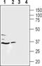 Lysophosphatidic Acid Receptor 5 antibody, PA5-77480, Invitrogen Antibodies, Western Blot image 