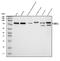 FMR1 Autosomal Homolog 1 antibody, A03308-2, Boster Biological Technology, Western Blot image 