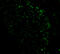 Phorbol-12-myristate-13-acetate-induced protein 1 antibody, 2437, ProSci Inc, Immunofluorescence image 