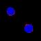 CD72 Molecule antibody, BAF1279, R&D Systems, Immunofluorescence image 