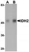 Isocitrate dehydrogenase [NADP], mitochondrial antibody, TA319664, Origene, Western Blot image 