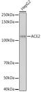 Angiotensin I Converting Enzyme 2 antibody, 24-033, ProSci, Western Blot image 