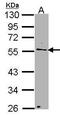 Nuclear pore complex protein Nup50 antibody, PA5-28452, Invitrogen Antibodies, Western Blot image 