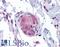 Nucleotide Binding Oligomerization Domain Containing 1 antibody, LS-B5325, Lifespan Biosciences, Immunohistochemistry frozen image 