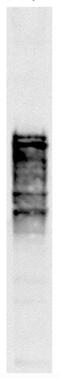 Nucleoporin NSP1 antibody, MA1-10029, Invitrogen Antibodies, Western Blot image 