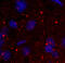 Neuropeptide FF Receptor 1 antibody, A10662, Boster Biological Technology, Immunofluorescence image 