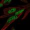 Zinc Finger Protein 225 antibody, HPA073778, Atlas Antibodies, Immunofluorescence image 