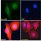 Autoimmune Regulator antibody, 45-225, ProSci, Immunofluorescence image 