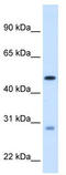 Enoyl-CoA hydratase, mitochondrial antibody, TA338195, Origene, Western Blot image 
