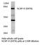 Non-SMC Condensin I Complex Subunit H antibody, LS-C177819, Lifespan Biosciences, Western Blot image 